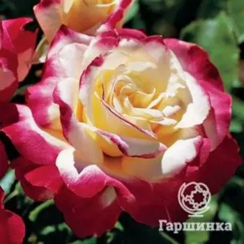 Роза Дабл Делайт флорибунда, Топалович