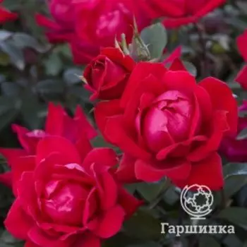 Роза Дабл Нокаут