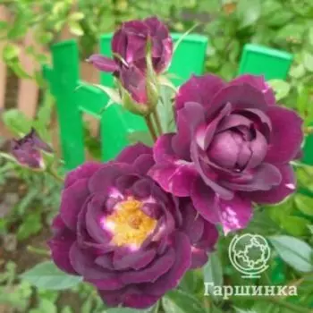 Роза Даймонд Айс