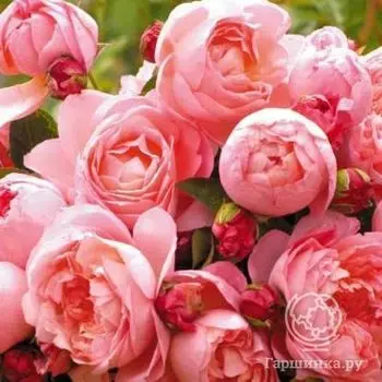 Роза Дам де Шенонсо, Дельбар