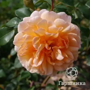 Роза Дама Джуди Денч, Питомник Розы Фокино