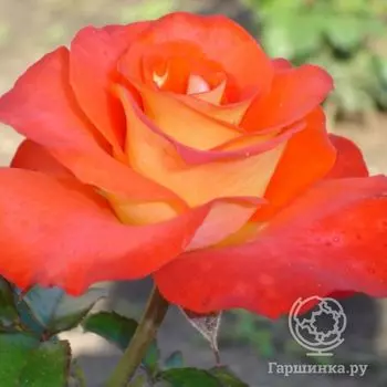 Роза Дамсел чайно-гибридная, Imperial Rose