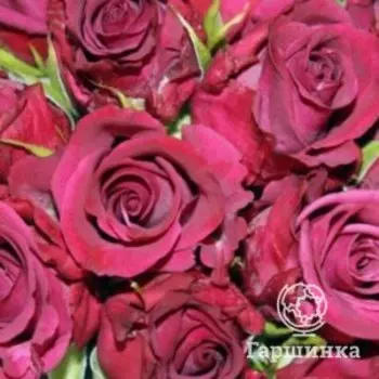 Роза Даниэль Ост чайно-гибридная