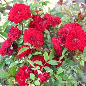 Роза Данко Писта миниатюрная