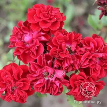 Роза Данко Писта миниатюрная, Топалович