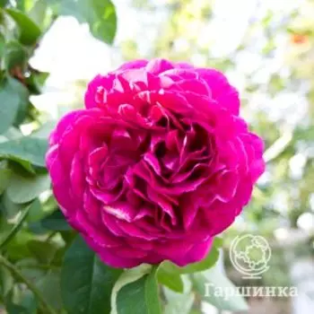 Роза Дарк Леди кустарниковая, Питомник роз