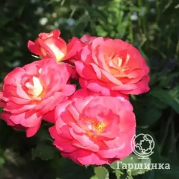 Роза Декор Арлекин шраб