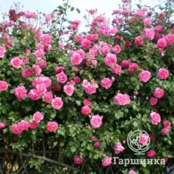 Роза Декор плетистая, Imperial Rose