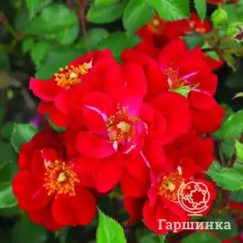 Роза Декорейшн, Фено Гено