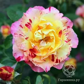 Роза Делстрикол, Ворнер