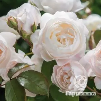 Роза Дездемона, Д.Остин кустарниковая