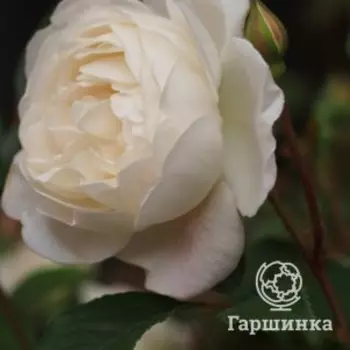 Роза Дездемона, Питомник Розы Фокино