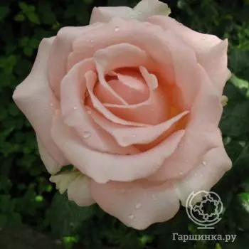 Роза Дезире чайно-гибридная, Imperial Rose