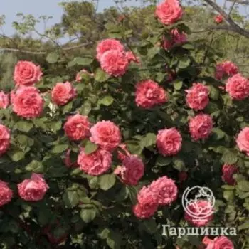 Роза Ди Ди Бриджвотер плетистая, Питомник роз Королева Роза