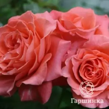 Роза Ди Ди Бриджвотер, Питомник Розы Фокино