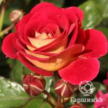 Роза Ди Зеенсверте