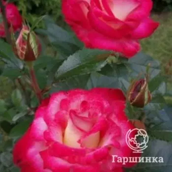 Роза Дик Кларк флорибунда