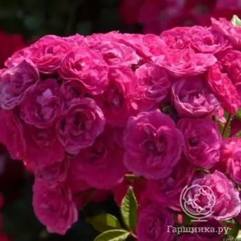 Роза Динки мускусная, Ленс