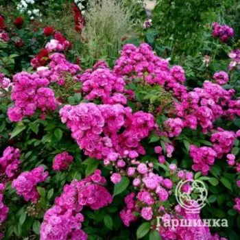 Роза Динки мускусная, Ленс