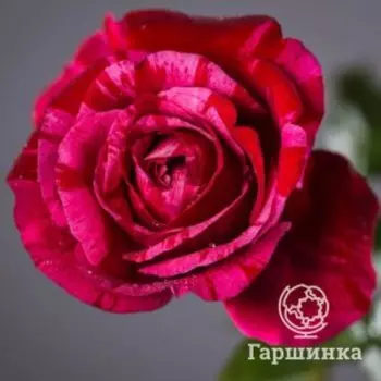 Роза Дип Импрешн флорибунда