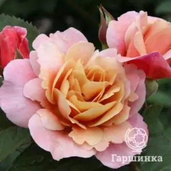 Роза Дистант Драмс шраб, Питомник роз Королева Роза
