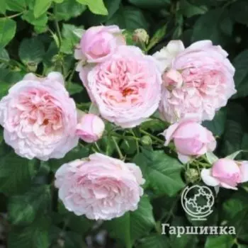 Роза Дивина плетистая, Тантау