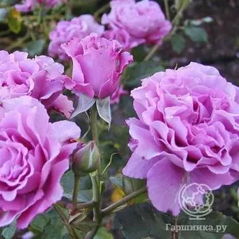 Роза Дойче Велле флорибунда, Imperial Rose