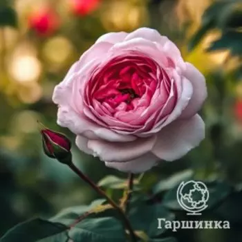 Роза Дольче Луна чайно-гибридная