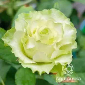 Роза Доллар чайно-гибридная, Питомник роз