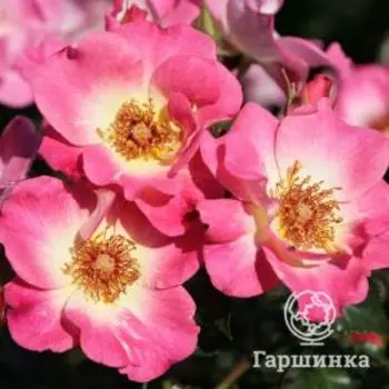 Роза Доломити флорибунда, Топалович