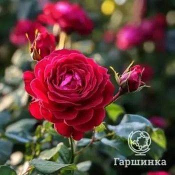 Роза Домэн Де Сен Жан Де Борегар флорибунда, Питомник роз Королева Роза