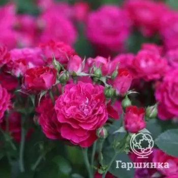 Роза Домен Де Сэн