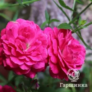 Роза Домен Де Сэн Жан де Борегар