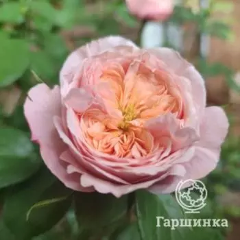 Роза Домен де Шантильи шраб