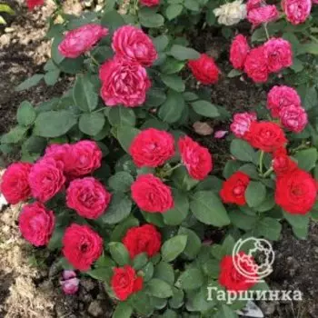 Роза Доминика чайно-гибридная