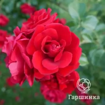 Роза Дон Жуан плетистая, Imperial Rose