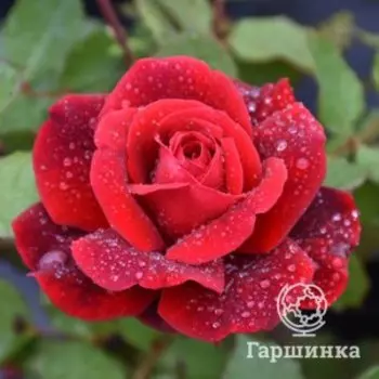 Роза Дон Жуан плетистая