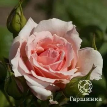 Роза Донателла чайно-гибридная