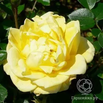 Роза Дорола миниатюрная, Топалович