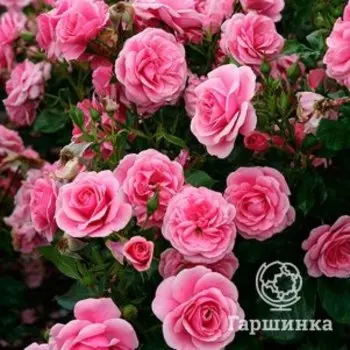 Роза Дорошенхлосс Сабабург шраб