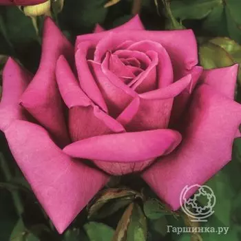 Роза Дуфтрауш чайно-гибридная