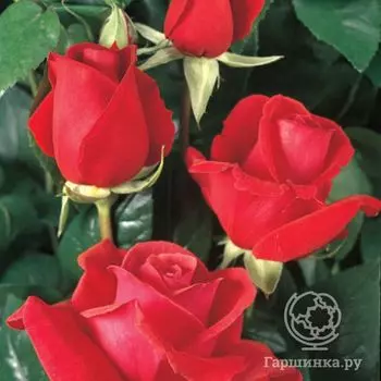 Роза Дуфтвольке, Тантау