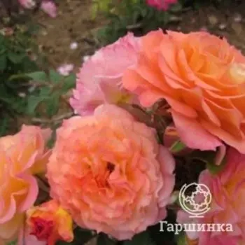 Роза Думэн Сэн Жак дю Кулубрийе шраб