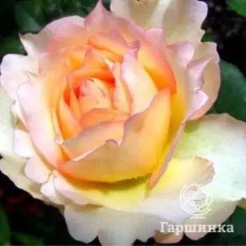 Роза Джалита, Питомник Розы Фокино