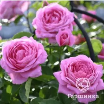 Роза Джанин флорибунда