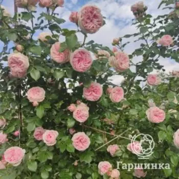 Роза Джардина плетистаяоза