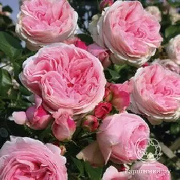 Роза Джардина плетистая, Тантау