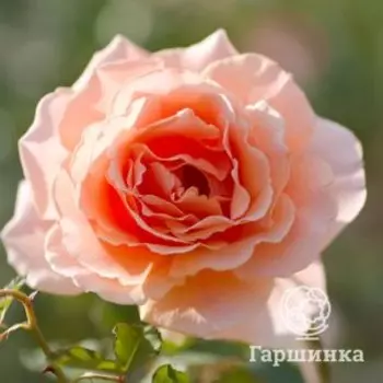 Роза Джаст Джоуи чайно-гибриднаяоза