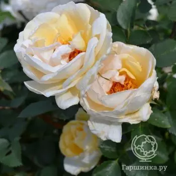 Роза Джей Пи Коннел канадская парковая к/с