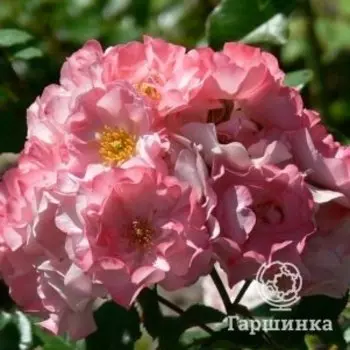 Роза Джеки'с Фэйворит, Питомник роз Тимофей